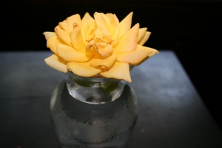 Yellowrose1.JPG